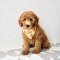 Monty - Available Now