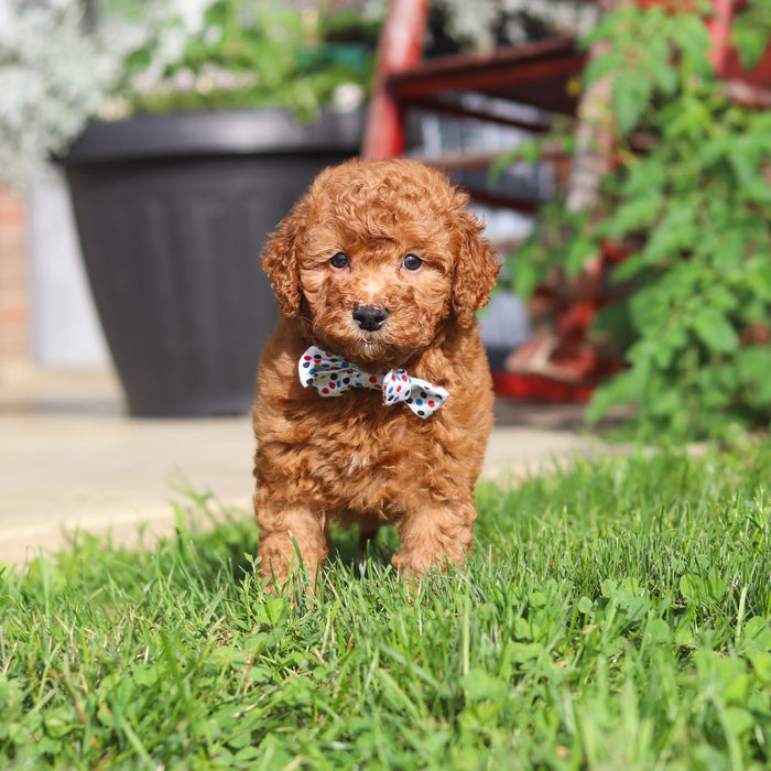 Monty - Available Now
