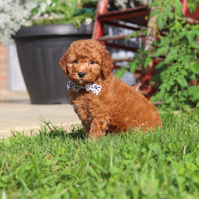 Monty - Available Now