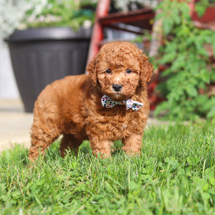 Monty - Available Now