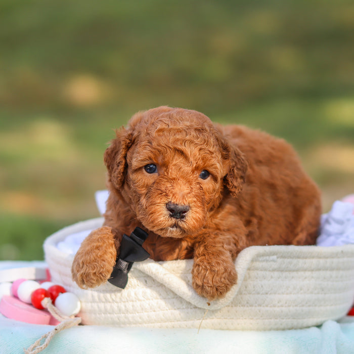 Monty - Available Now