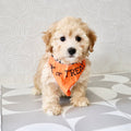 Nacho - Available Now