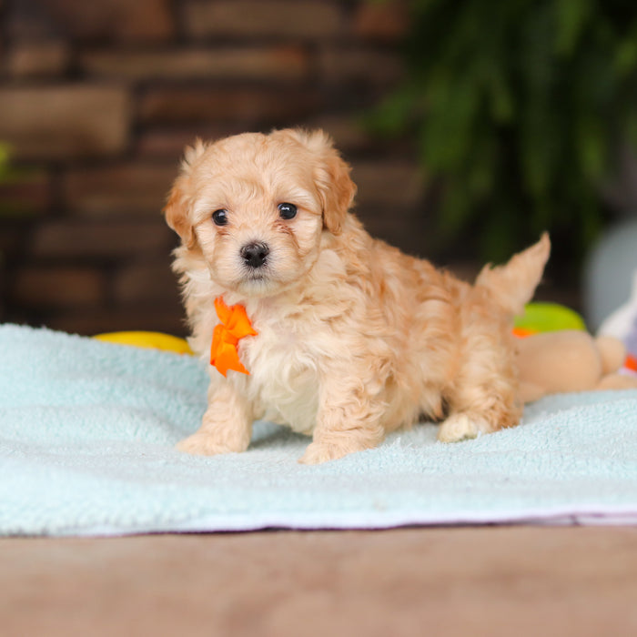 Nacho - Available Now