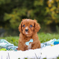 Nelson - Available 9/17