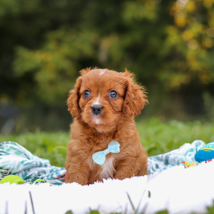 Nelson - Available 9/17