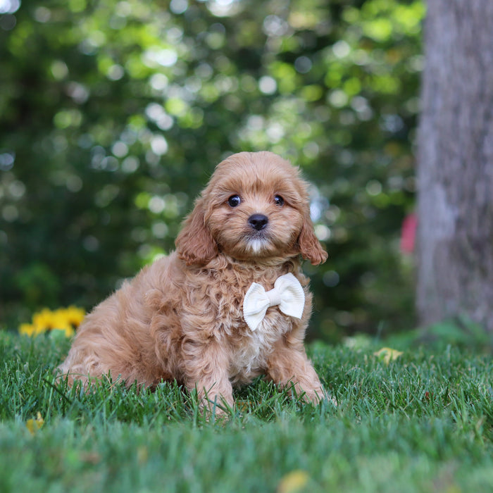 Perry - Available 9/24