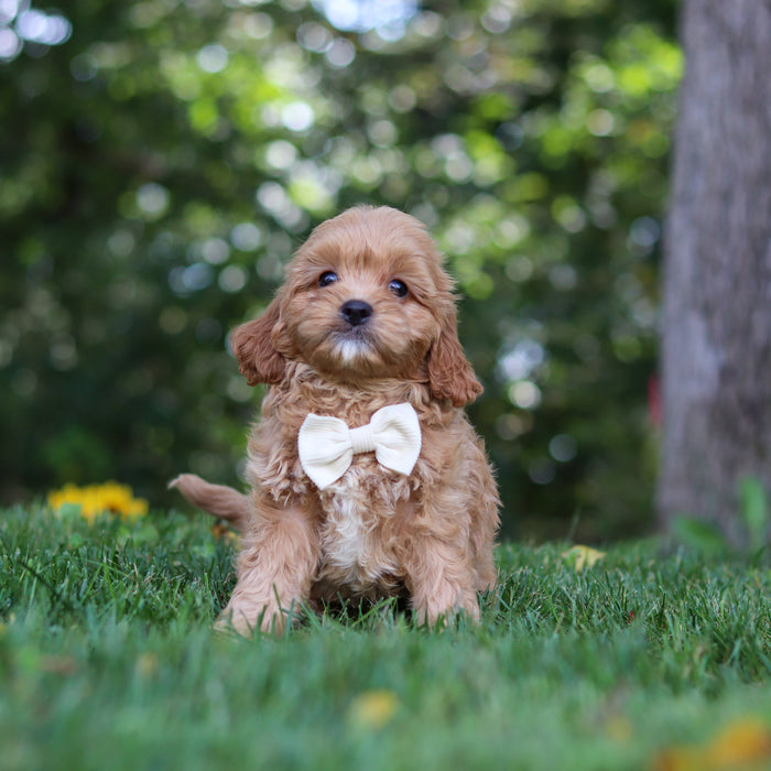 Perry - Available 9/24