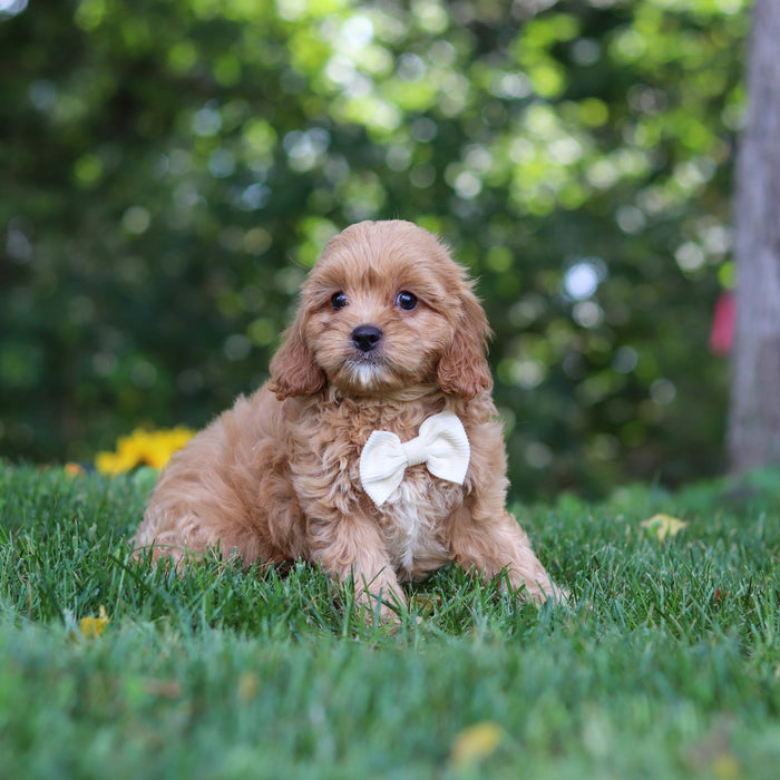 Perry - Available 9/24