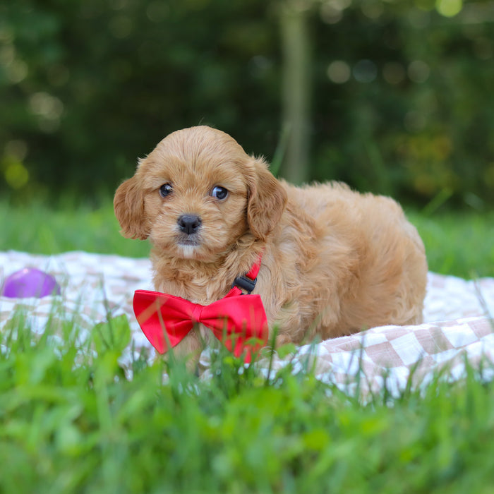 Perry - Available 9/24