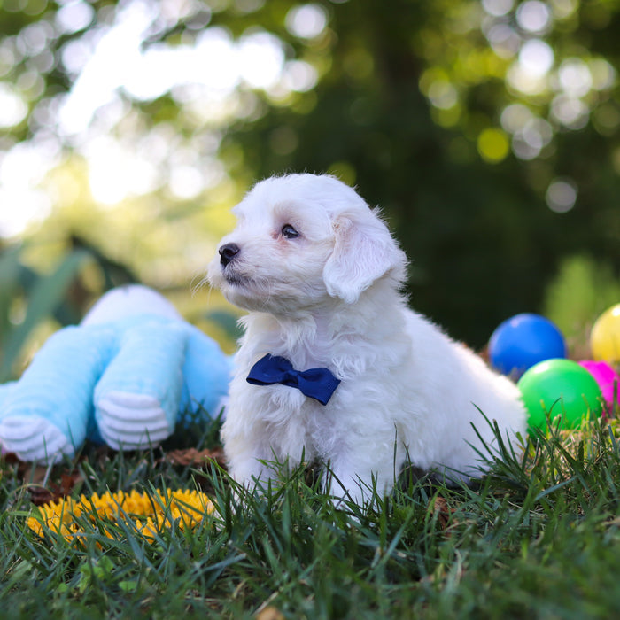 Philly - Available Now