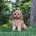 Pippa - Available 9/24