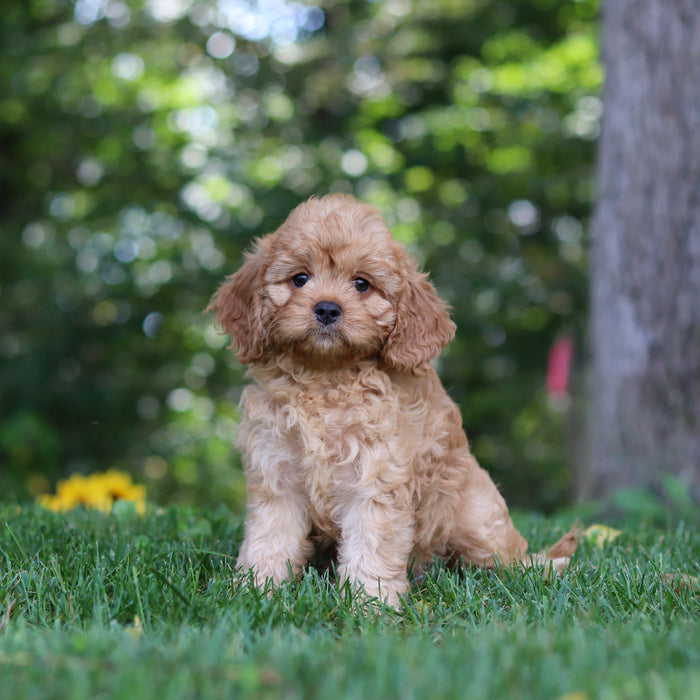 Pippa - Available 9/24