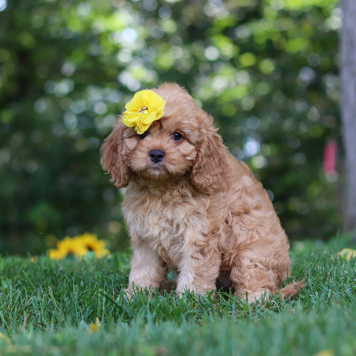 Pippa - Available 9/24