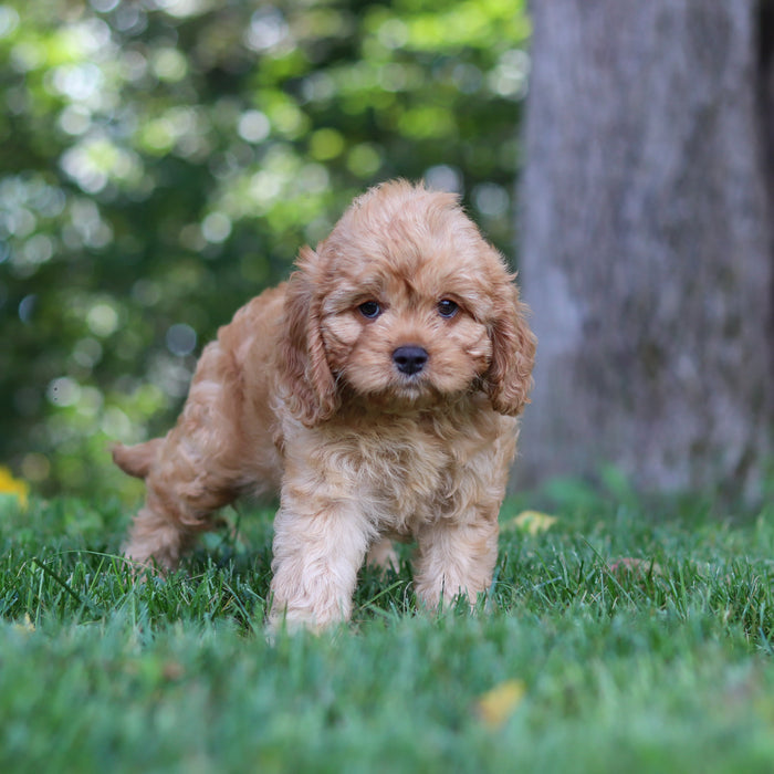 Pippa - Available 9/24