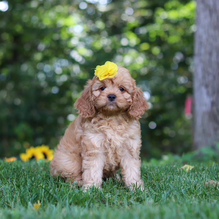 Pippa - Available 9/24