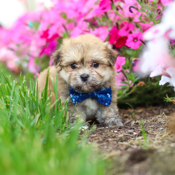 Preston - Available 9/24