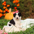 Renny - Available 10/22