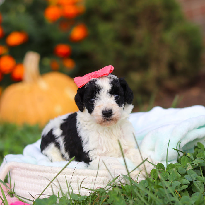 Renny - Available 10/22