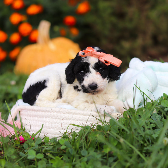 Repsie - Available 10/22