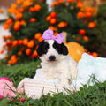 Rosie - Available 10/22