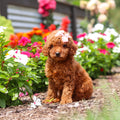 Roxy - Available 9/17
