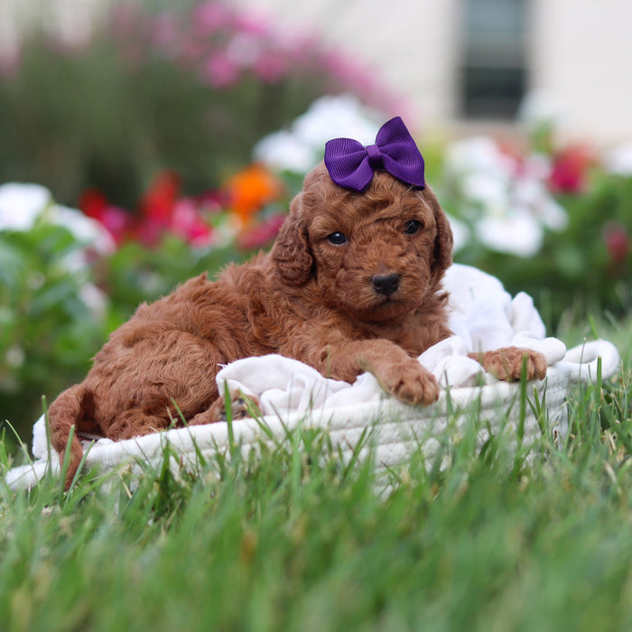 Roxy - Available 9/17
