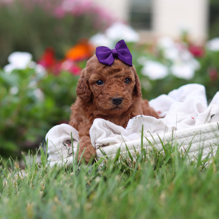 Roxy - Available 9/17