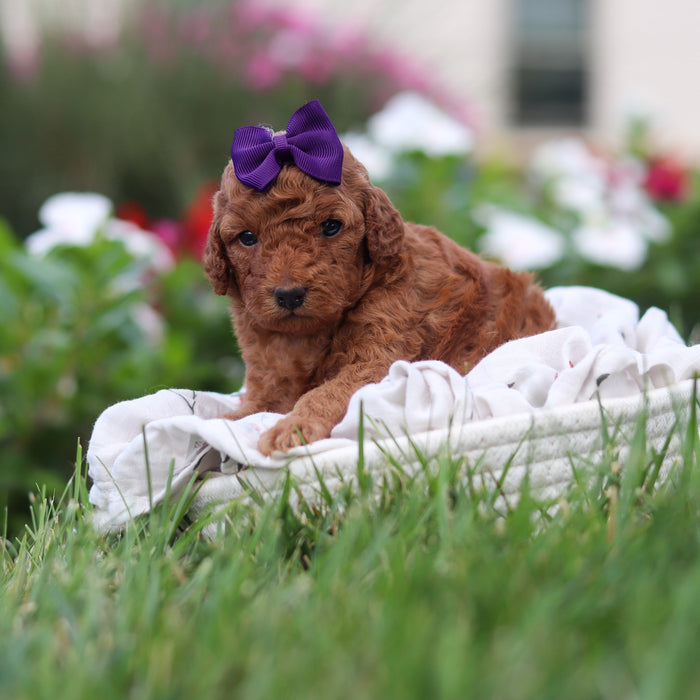 Roxy - Available 9/17