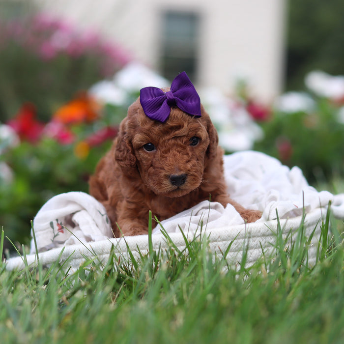 Roxy - Available 9/17