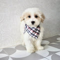 Suzette - Available Now