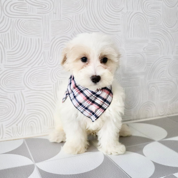Suzette - Available Now