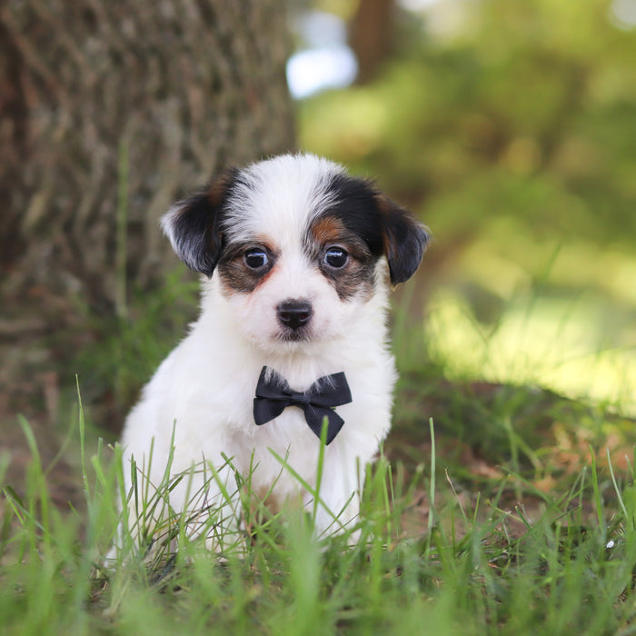 Tuffy - Available 9/17