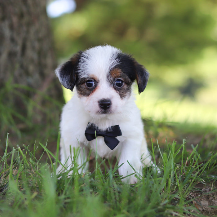 Tuffy - Available 9/17