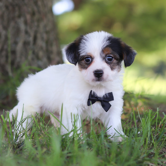 Tuffy - Available 9/17