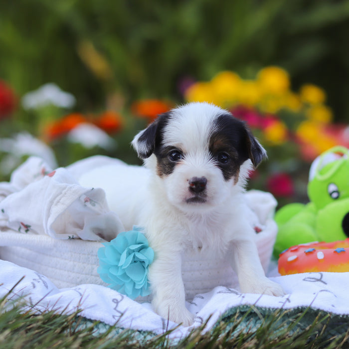 Tuffy - Available 9/17