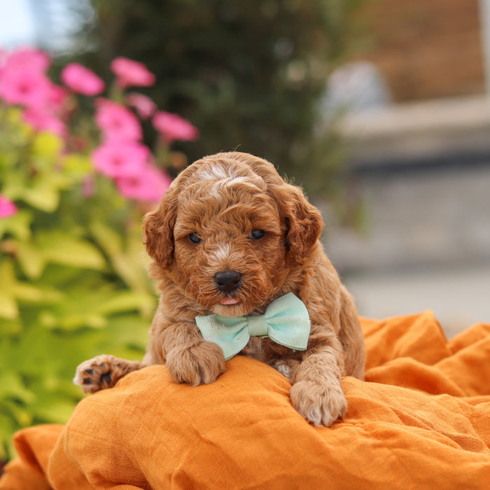 Vernon - Available 10/8