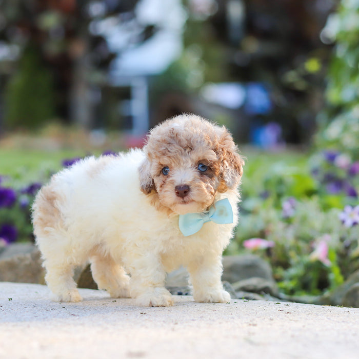 Walter - Available 10/1