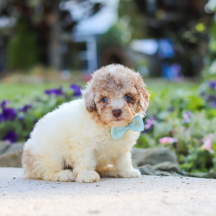 Walter - Available 10/1