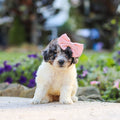 Willa - Available 10/1