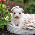 Winifred - Available 10/8