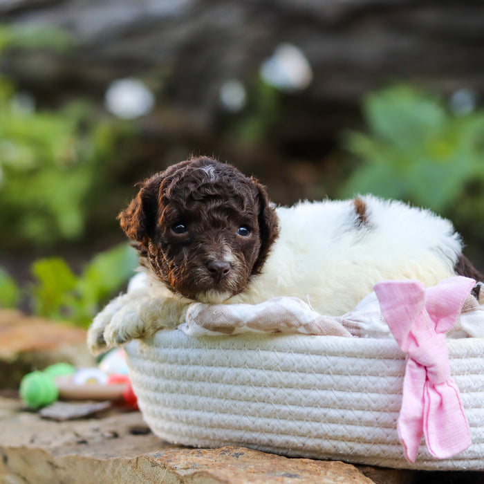 Wynona - Available 10/1