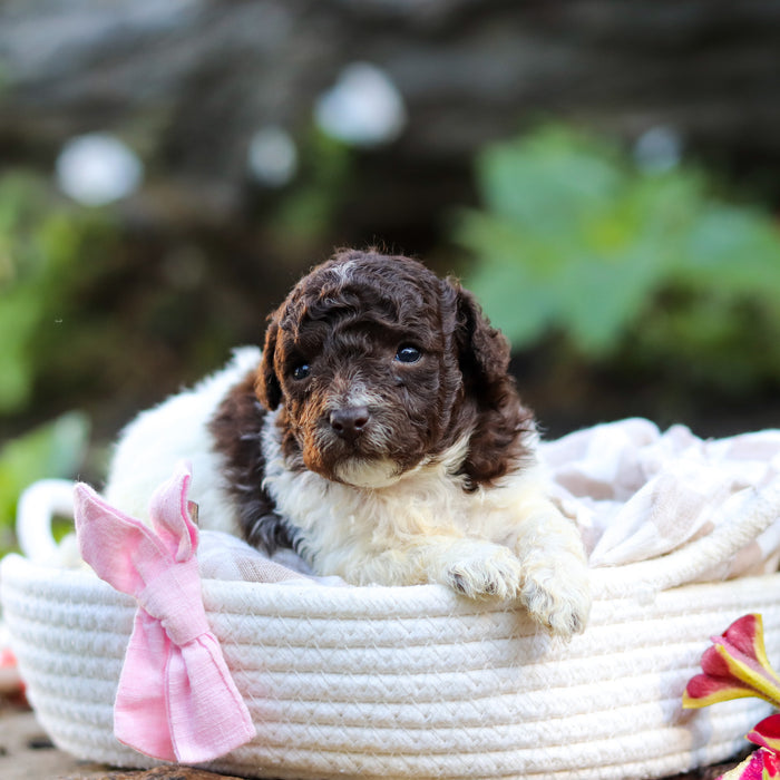 Wynona - Available 10/1